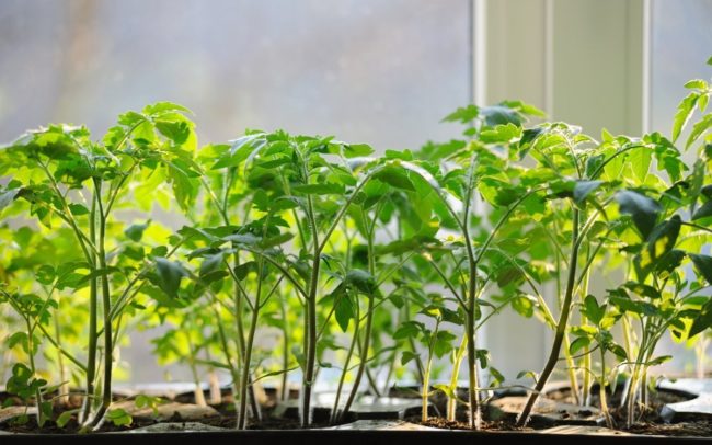 when to transplant tomatoes sown in April