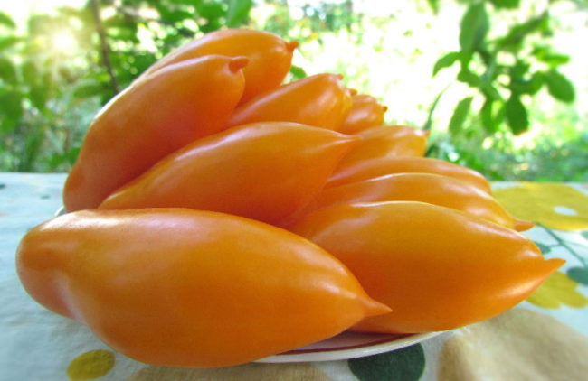 variety of tomatoes 