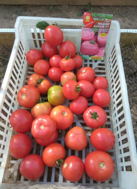 Tomato variety 