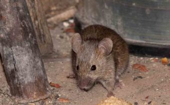 mouse in a country house