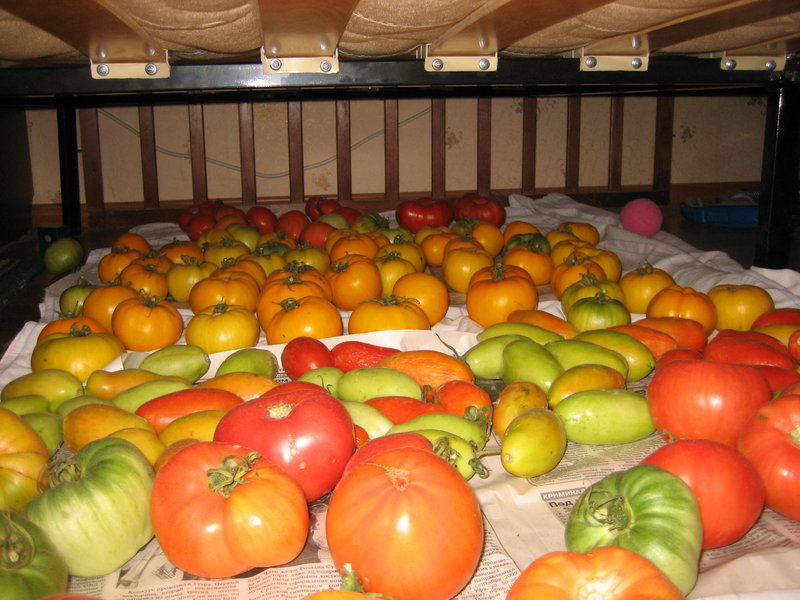 stockage de tomates