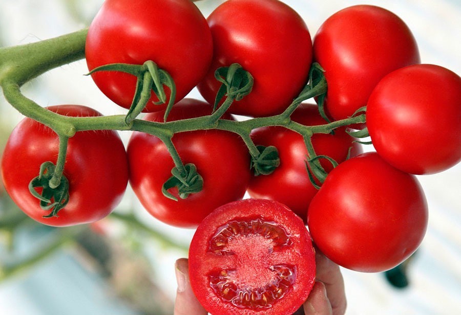 Le Migliori Variet Di Pomodori Per Il Per Serre Di Allevamento