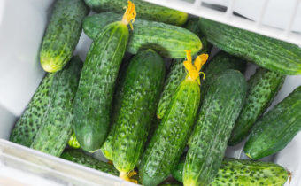 Saving Cucumbers