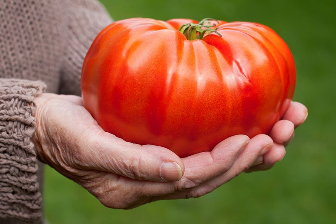 large tomato