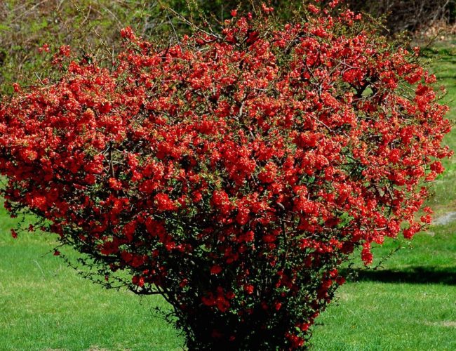 Frost-resistant flowering shrubs