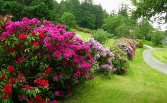 Frost-resistant flowering shrubs