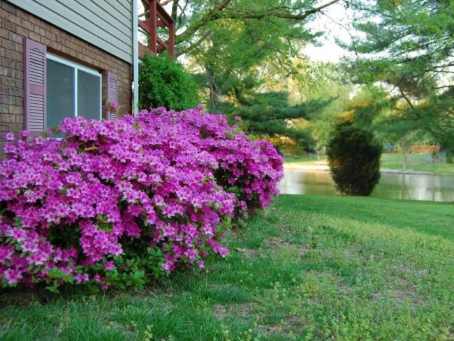 Frost-resistant flowering shrubs