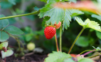 Garlic Next To Strawberries