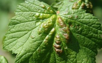 Feuilles De Groseilles